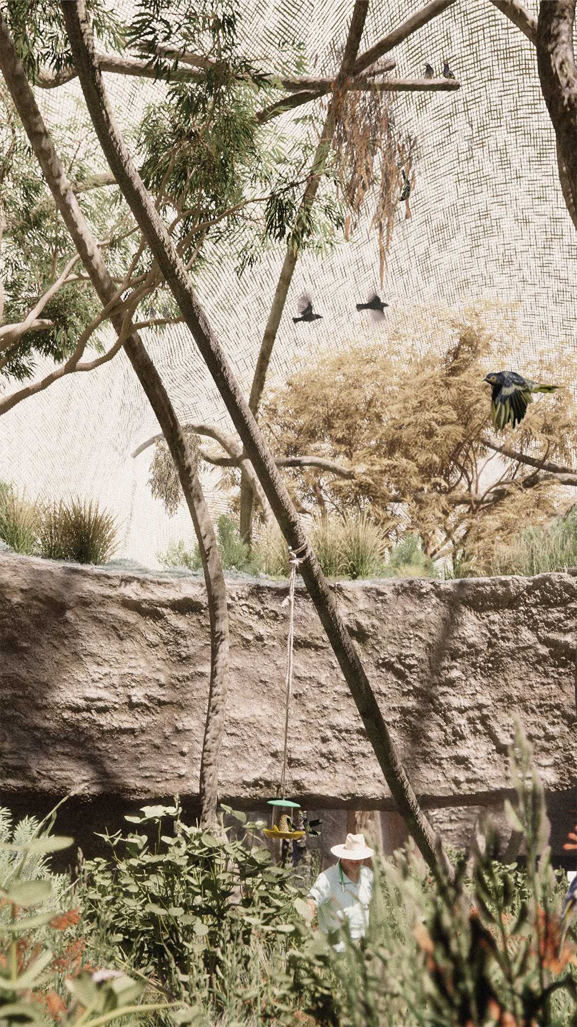 With fewer adults to teach their young, Regent Honeyeater calls have morphed to mimic surrounding species. Captive release programs are experimenting with field recordings to teach fledglings before reintroduction.