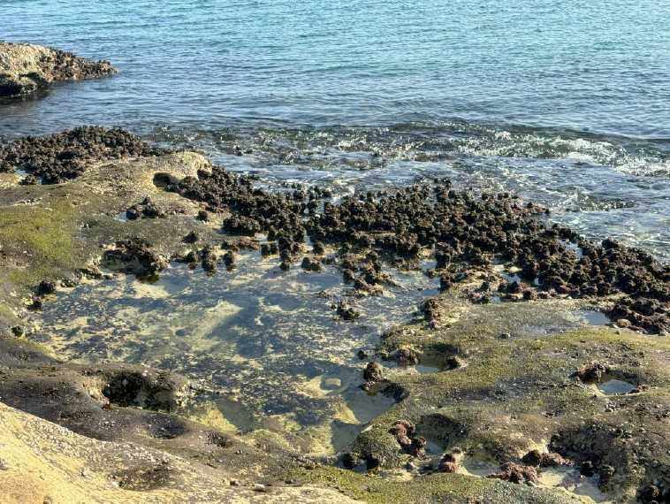 "Gamay Ranger Station"
This project was designed as a place for work, research, and education in the Yarra Bay area. The main idea is to stay connected with nature, reflecting the rangers’ role in protecting the beach and its surroundings. It’s a space that supports their important work while blending into the natural environment.