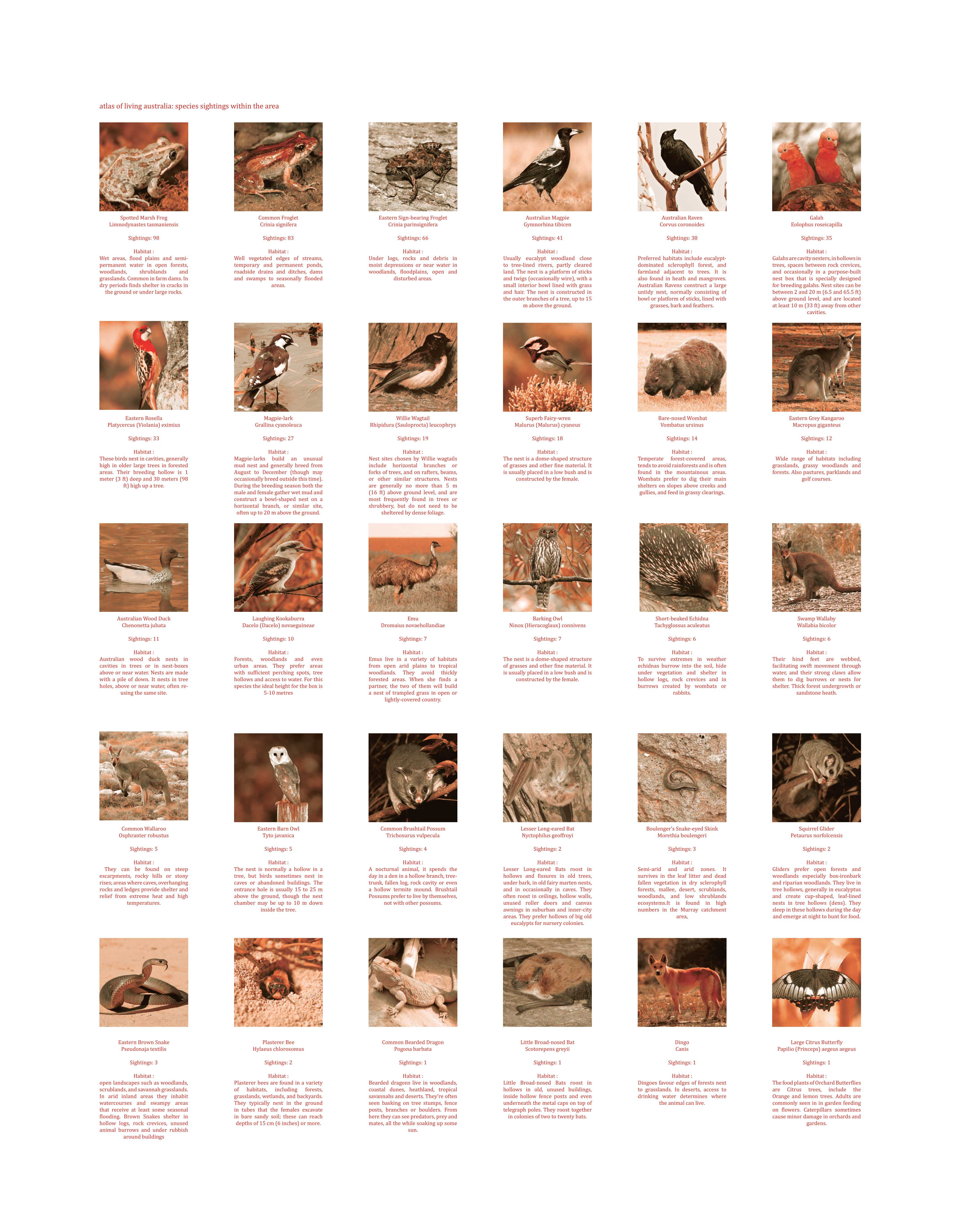 Common species in the Dubbo area include water-dependent amphibians and birds. Extending the creek integrates water into site, creating safer habitats, ponds for frogs, and using clay for hut construction.